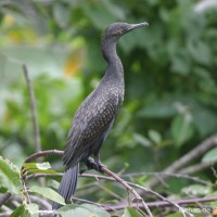 Phalacrocorax fuscicollis Stephens, 1826